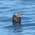 Brian Chew-LinkedIn.jpg